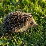 Goscinny * Darłowo