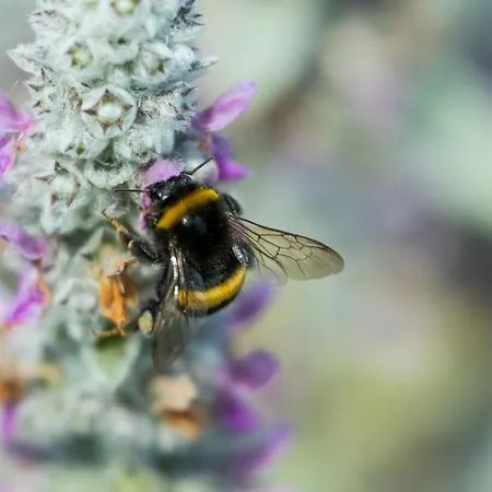 Goscinny * Дарлово