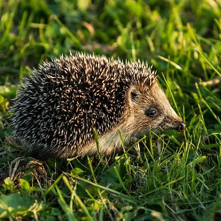 Goscinny * Darłowo