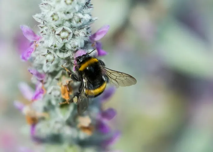 Goscinny * Дарлово