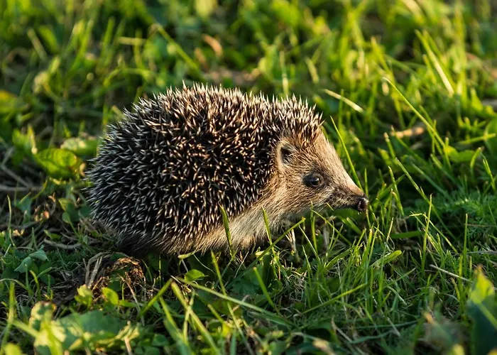 Goscinny * Дарлово