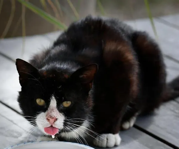 Дом отдыха Goscinny Дарлово